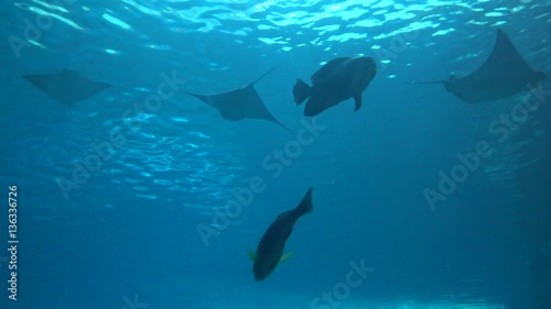 4k, view of underwater Giant manta ray, Manta birostris suimming with other fishes-Dan photo