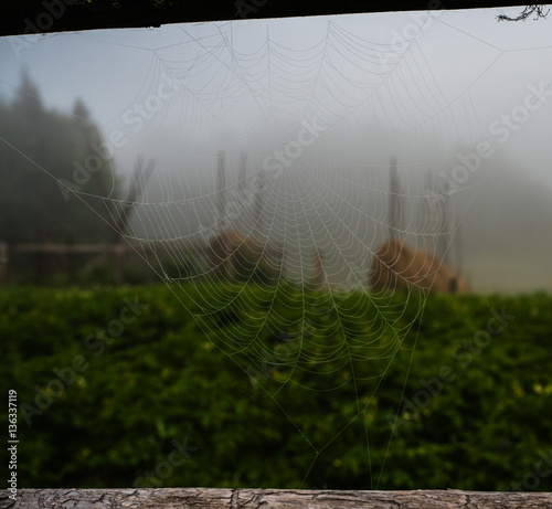 view trough the cobweb