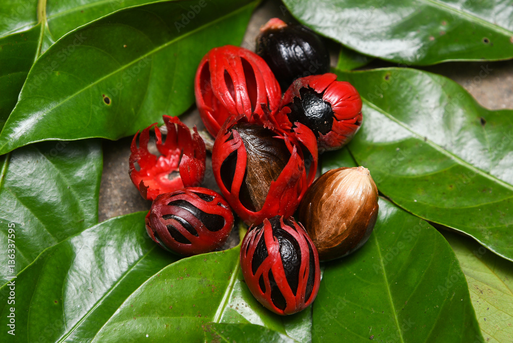 Nutmeg many isolated. Sectional view of ripe colorful red nutmeg fruit