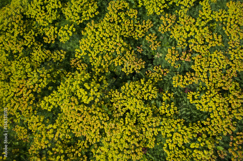closeup spring yellow flowers glade