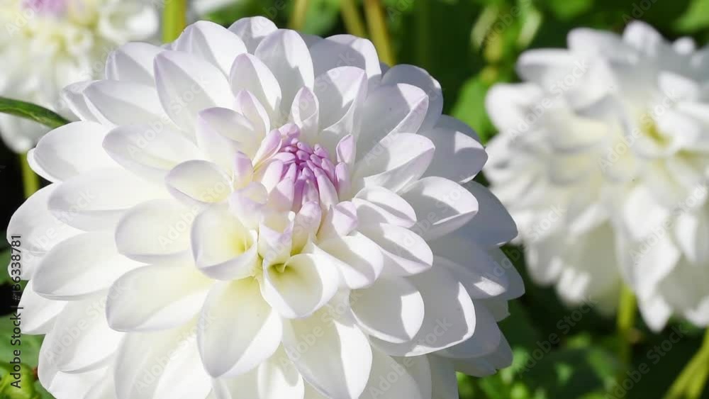 Dahlia Dahlia