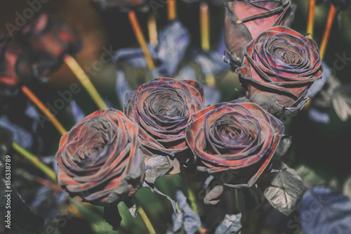 Fresh Rose black baccara in vintage style