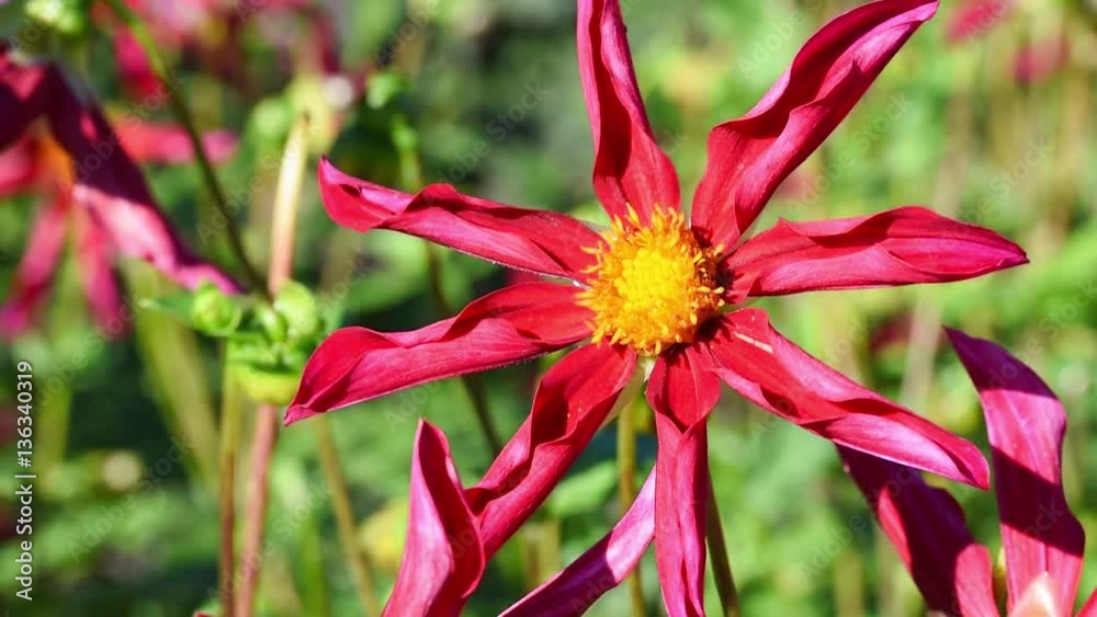 Dahlia Dahlia