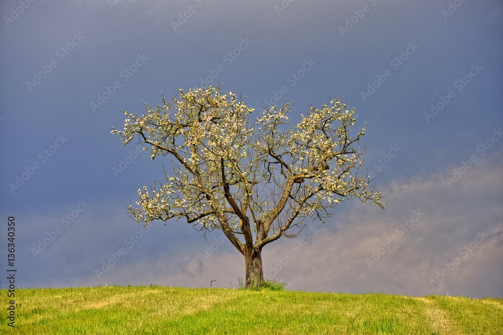 Baum im Frühling