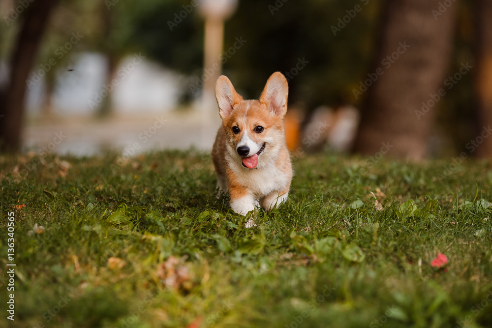 Corgi puppy running on the grass Corgi puppy running on the grass