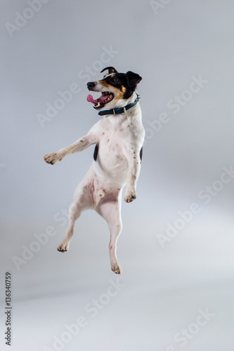 Fox terrier posing in studio on grey background. photo