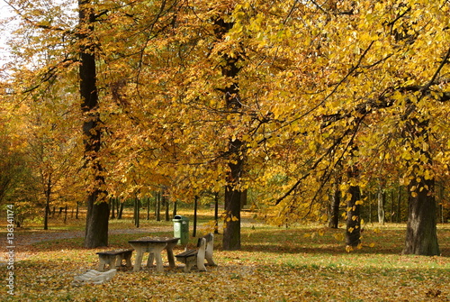 Park in fall or autumn