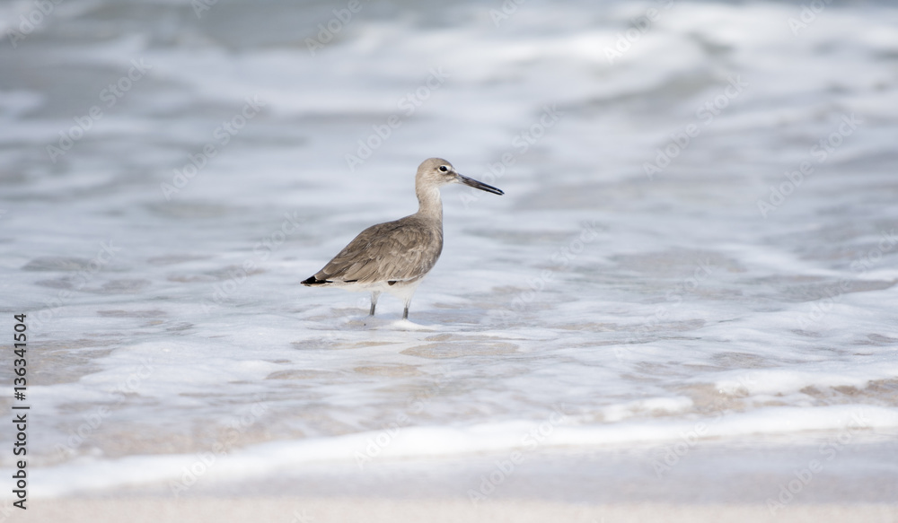 Willet (Tringa semipalmata ) on the Beach in Punta de Mita, Mexico Willet (Tringa semipalmata ) on the Beach in Punta de Mita, Mexico