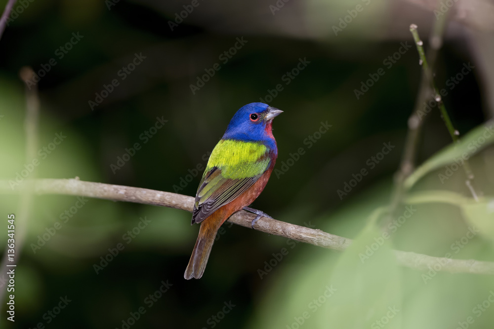 Wild Male Painted Bunting in Punta de Mita, Mexico