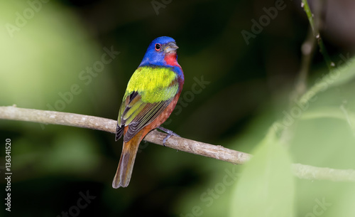 Wild Male Painted Bunting in Punta de Mita, Mexico © RachelKolokoffHopper