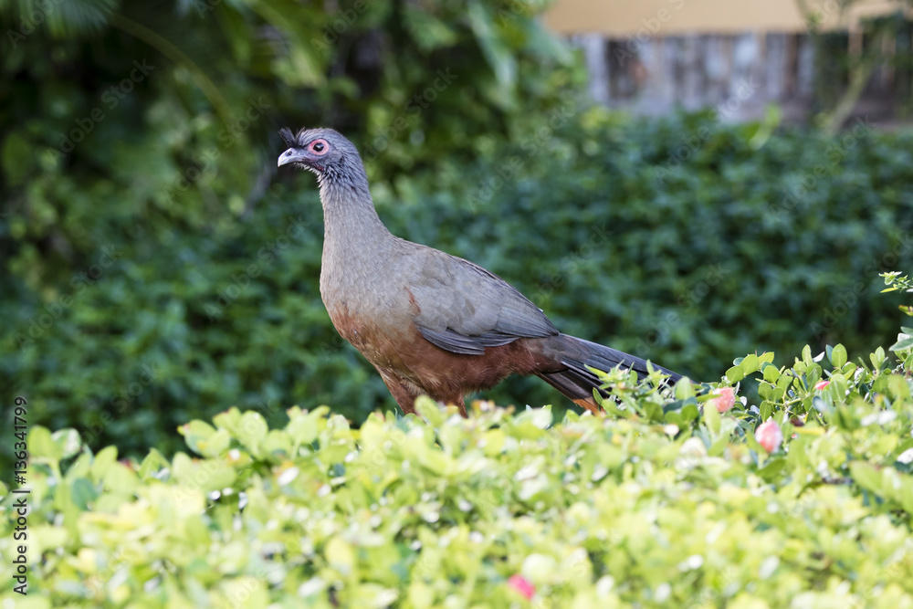 Fototapeta premium Rufous-bellied Chachalaca (Ortalis wagleri) in Vegetation in Mexico