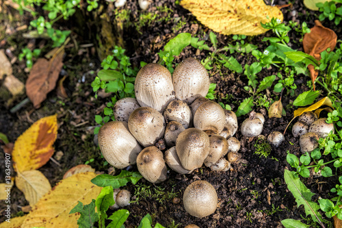 Mushroom genus Coprinus (Comatus coprinus)