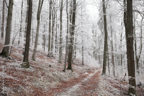 Fototapeta Naklejka Na Ścianę i Meble -  Forest path in winter scenery