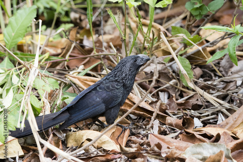 Groove-billed Ani (Crotophaga sulcirostris) in Vegetation in Mexico photo
