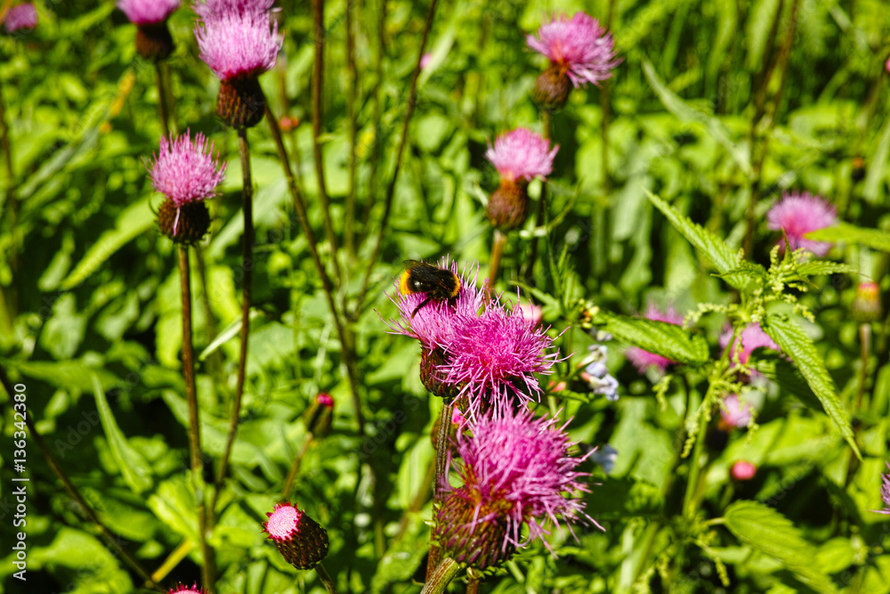 bumblebee on the flower Thistle Carduus at meadow close-up bumblebee on the flower Thistle Carduus at meadow close-up