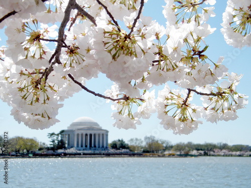 Washington cherry blossom on background of Jefferson Memorial Ma
