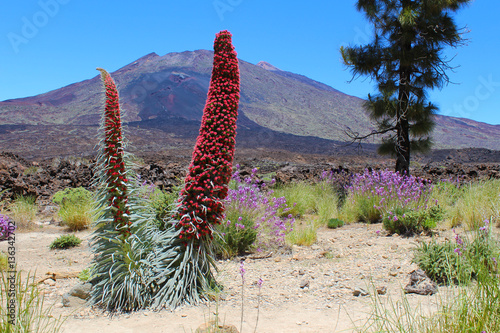 Tajinastes del Teide en primavera