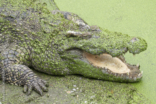 Crocodile with open mouth in green slime