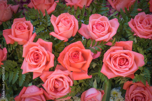 Old rose roses on green background