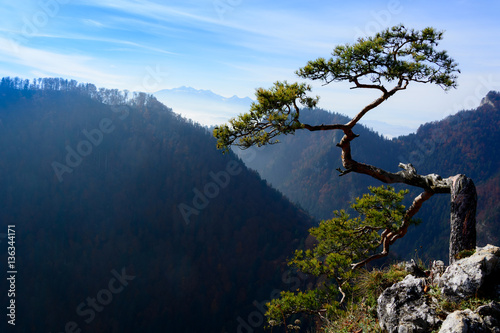 Old pine tree on peak of mountain