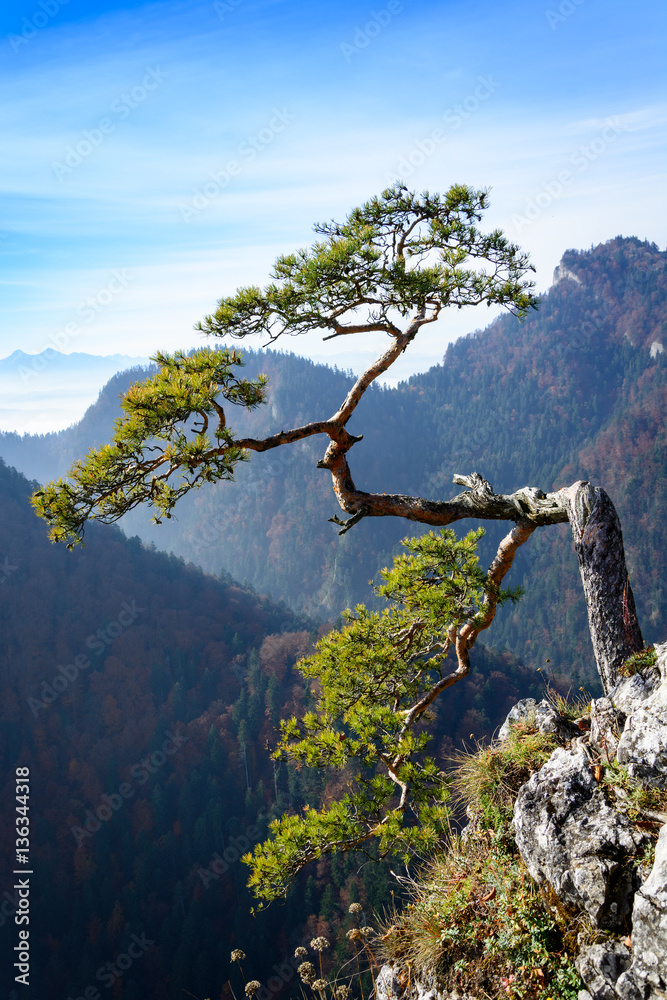 Obraz premium Old pine tree on peak of mountain