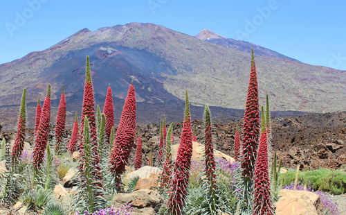 Tajinastes del Teide en primavera photo