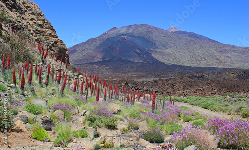 Tajinastes del Teide en primavera photo