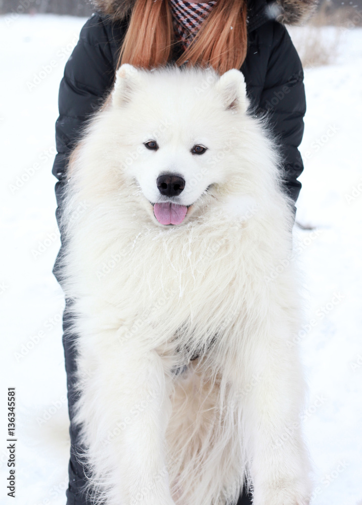 samoyed in hands