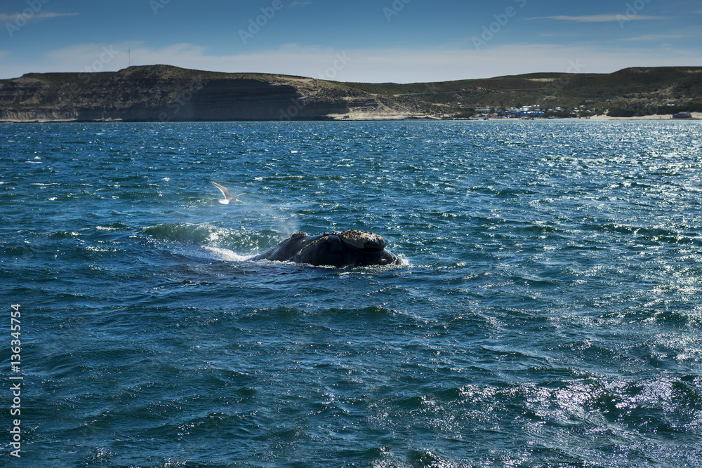 Southern Right Whale in the Valdes Peninsula in Argentina; Concept for travel in Argentina and Whale Watching