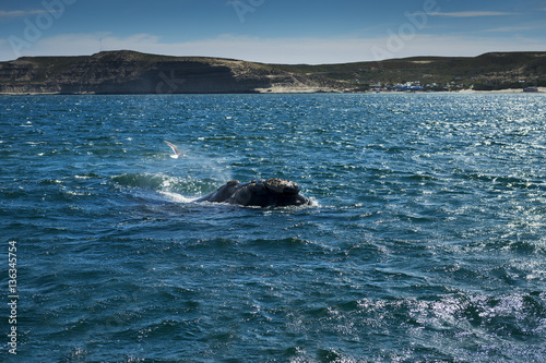 Southern Right Whale in the Valdes Peninsula in Argentina  Concept for travel in Argentina and Whale Watching