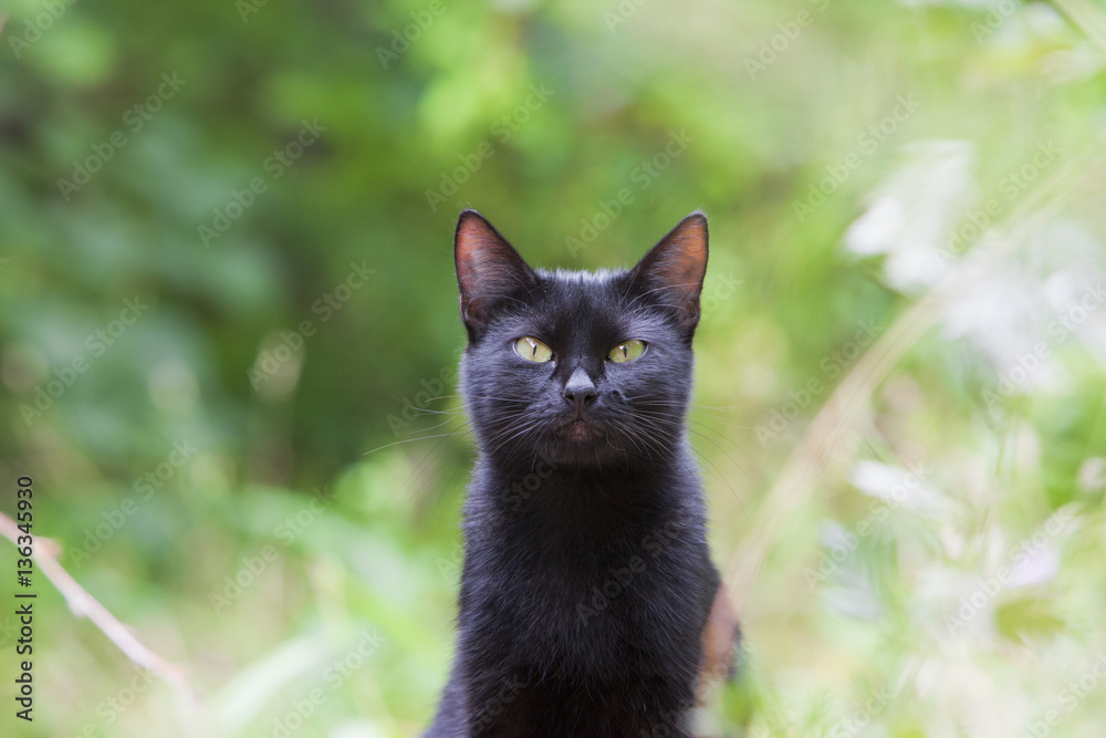 Black stray cat sitting in the green high grass and looking at the camera. Close up portrait.
