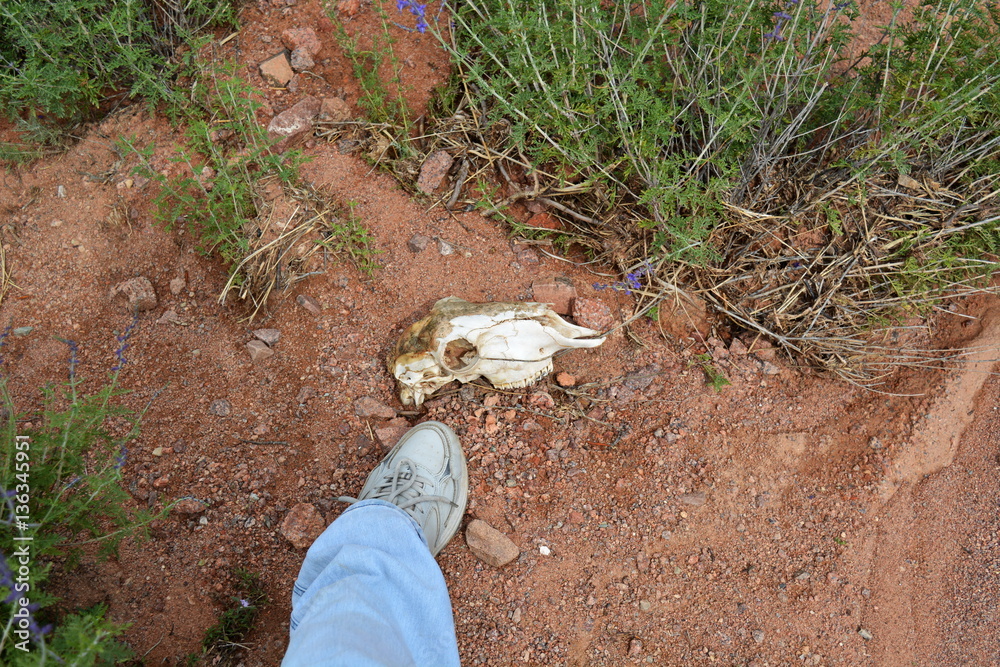Obraz premium the skull of the animal on the ground found while traveling near human leg