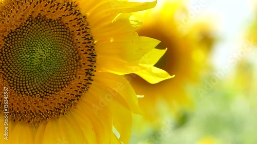 Blooming Sunflowers Swaying On Wind