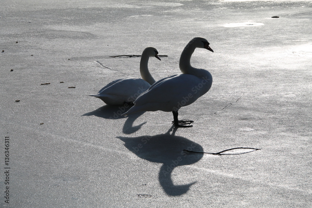 Obraz premium Das Schwanenpaar auf dem Butzer See in Berlin-Kaulsdorf