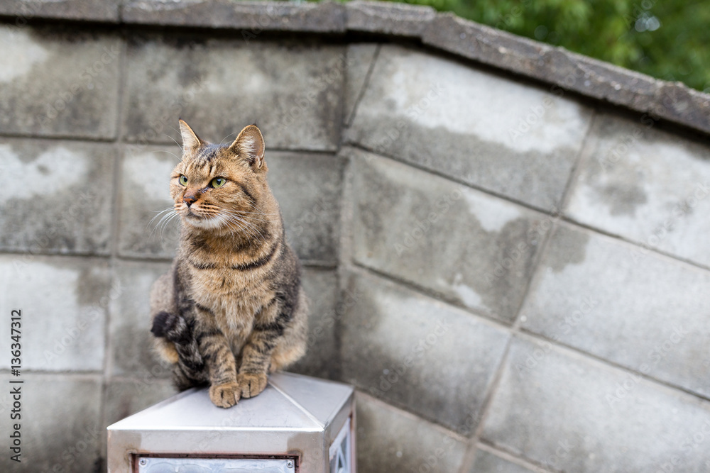 Obraz premium Street cat
