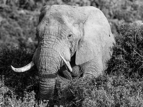 African elephant In Monochrome