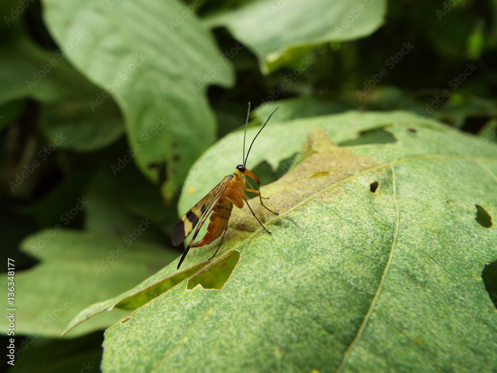 Fototapeta premium ヤマトシリアゲ scorpionfly