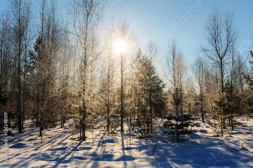 sun in the cold winter forest
