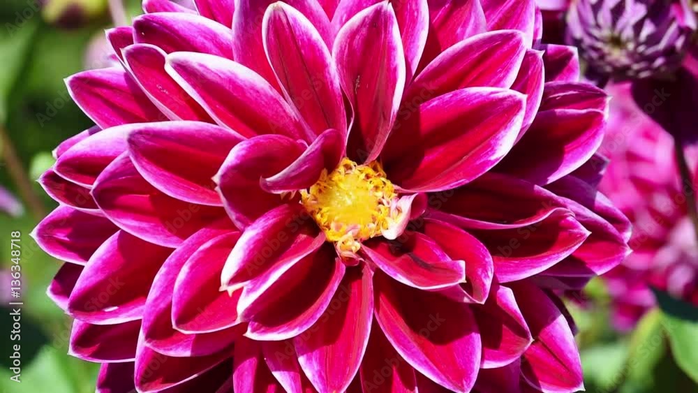 Dahlia Dahlia