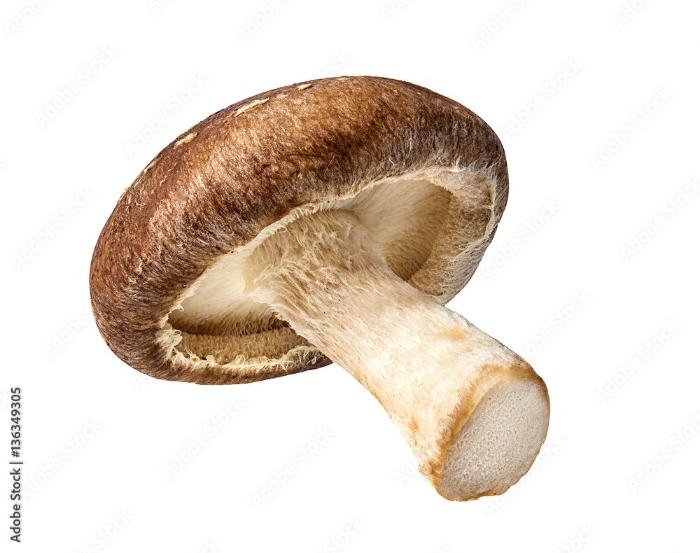 Shiitake Mushrooms isolated on white - obrazy, fototapety, plakaty 