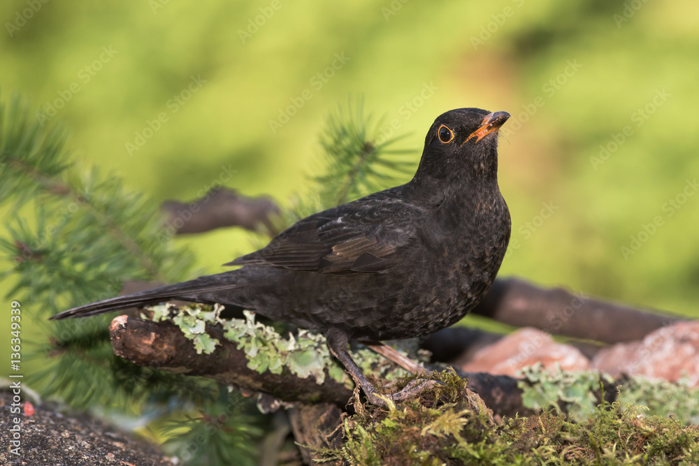 Obraz premium Blackbird, Turdus merula