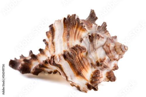 marine sea shell isolated on white background