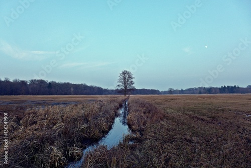 Bach im Mönchbruch photo