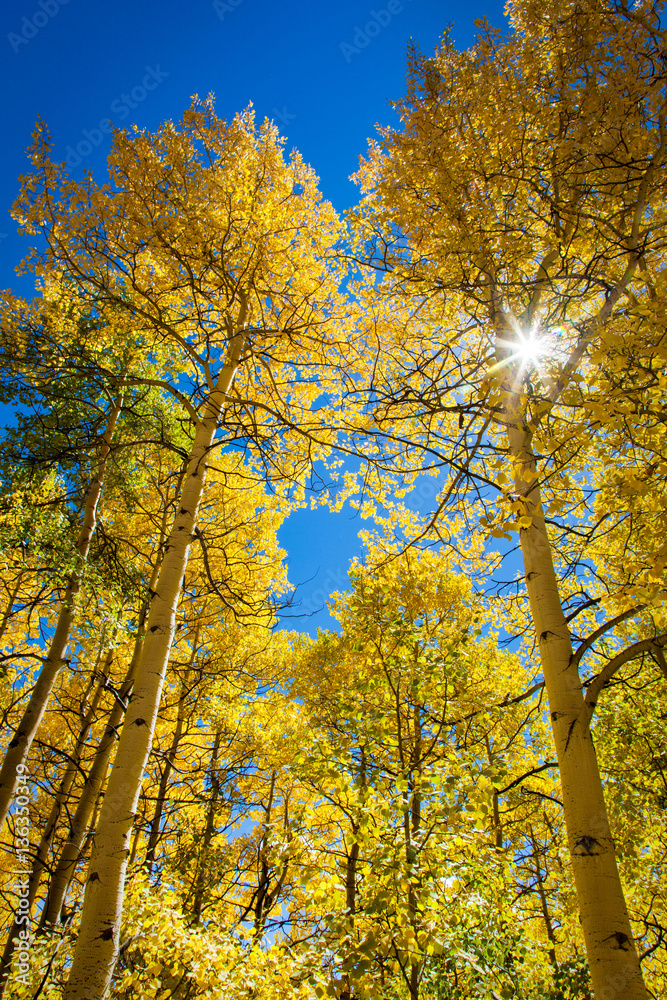 Fototapeta premium Fall Colors in Colorado