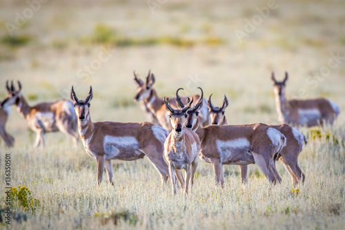 Antelope herd