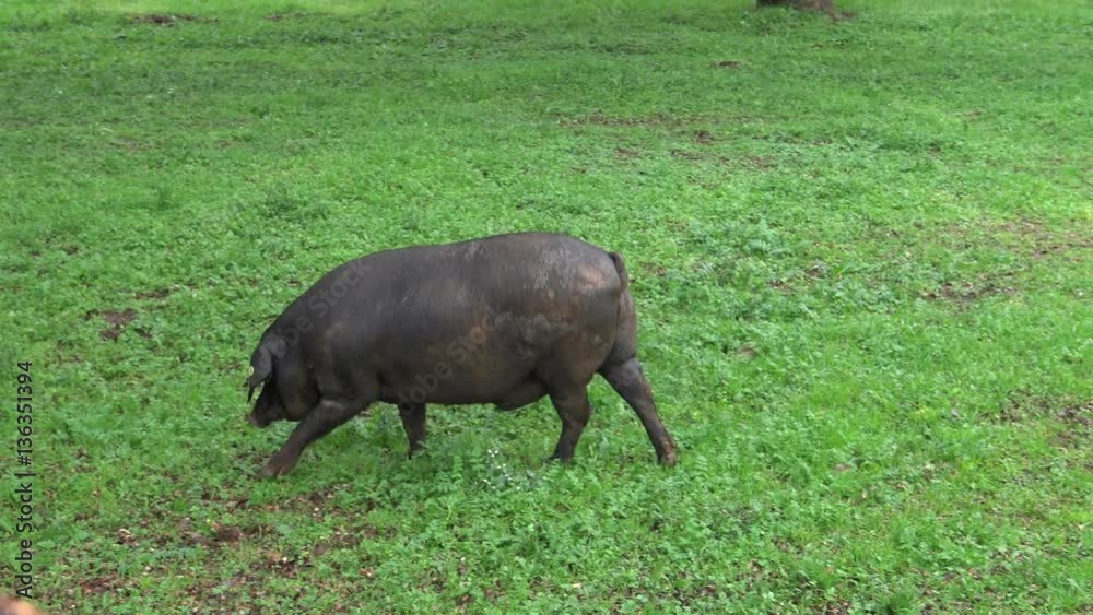 4K Black Iberian Pigs To Pass Through The Oak Trees in the Dehesa of Extremadura, Spain. Spanish Hogs Eating Acorn a raining day of winter in the field.-Dan 4K Black Iberian Pigs To Pass Through The Oak Trees in the Dehesa of Extremadura, Spain. Spanish Hogs Eating Acorn a raining day of winter in the field.-Dan