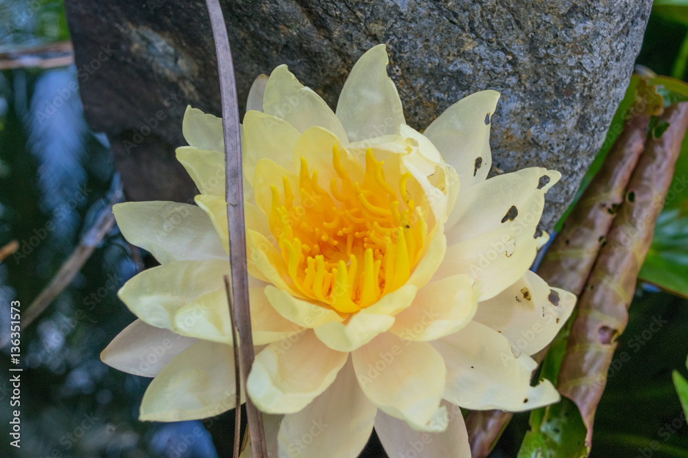 White yellow water lily close up in a pond