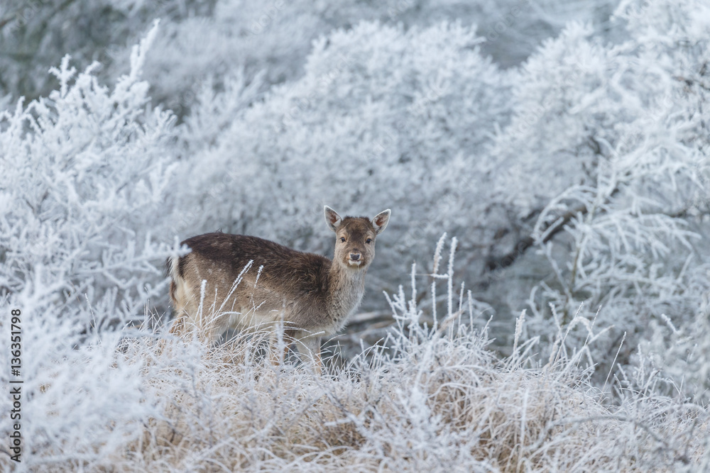 Naklejka premium Fallow deer in a winter landscape