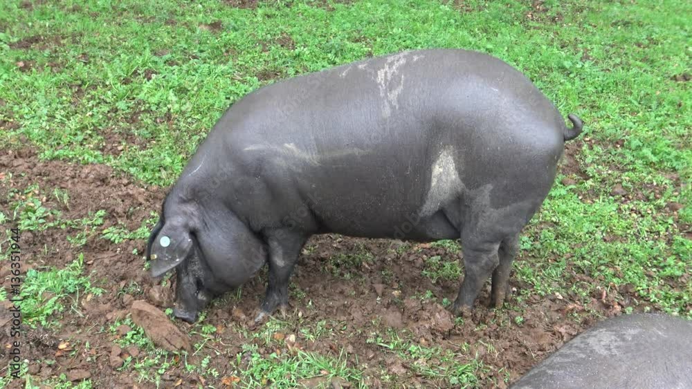 4K Black Iberian Pigs To Pass Through The Oak Trees in the Dehesa of Extremadura, Spain. Spanish Hogs Eating Acorn a raining day of winter in the field.-Dan 4K Black Iberian Pigs To Pass Through The Oak Trees in the Dehesa of Extremadura, Spain. Spanish Hogs Eating Acorn a raining day of winter in the field.-Dan