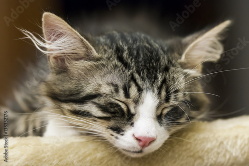 beauty kitten of siberian breed in the house, brown white,sleepi © Massimo Cattaneo